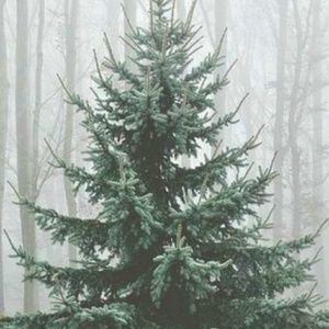 Meet your Posher, Carolina